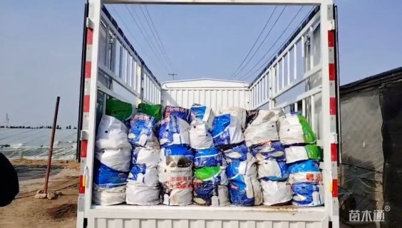 高度30厘米巴西野牡丹