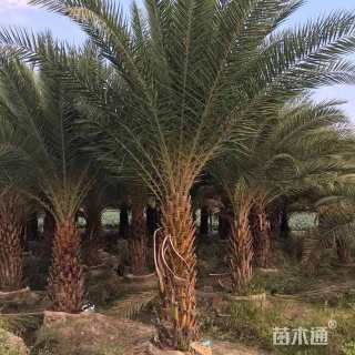 裸干高200厘米中东海枣
