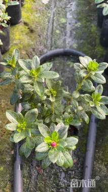 高度25厘米西洋鹃