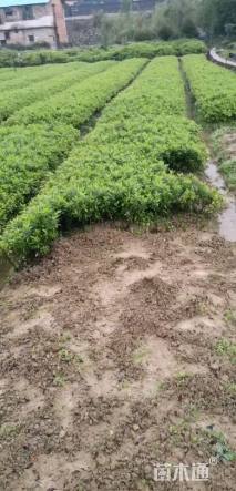 高度30厘米杜鹃