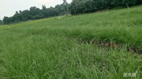 高度30厘米羽绒狼尾草