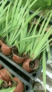 高度30厘米德国鸢尾