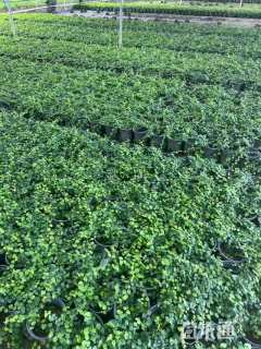 高度80厘米薜荔