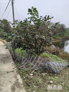 高度300厘米紫荆