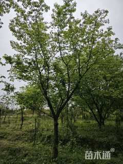 20公分福建山樱花