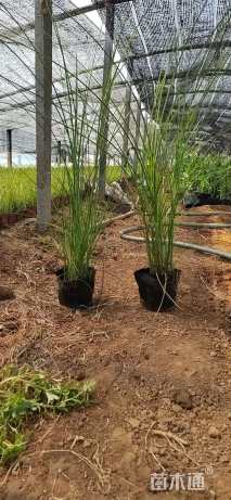 高度35厘米细叶芒