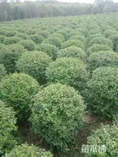 冠幅60厘米小叶女贞球