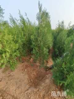 高度1.5厘米黑松