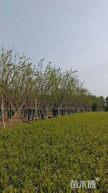 90公分(5杆)丛生朴树