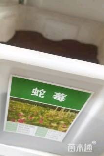 蛇莓种子蛇莓种子