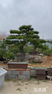 18公分日本黑松