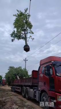 20公分大腹木棉