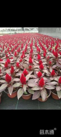 高度30厘米鸡冠花