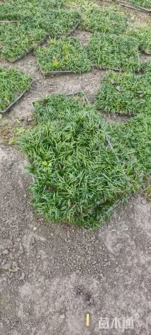 高度15厘米麦冬