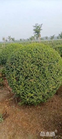 高度180厘米小叶女贞