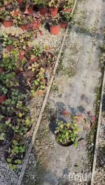 高度10厘米火焰南天竹