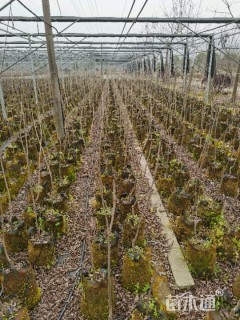 1.5公分薄壳山核桃