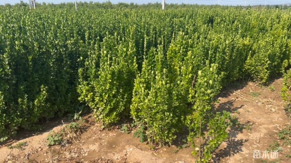 高度120厘米北海道黄杨