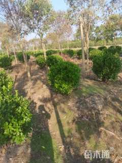 冠幅100厘米红叶石楠球