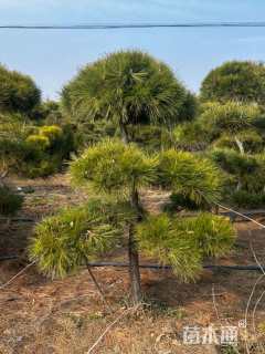 10公分造型黑松