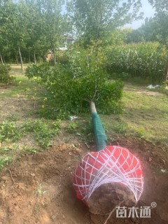 15公分金叶复叶槭