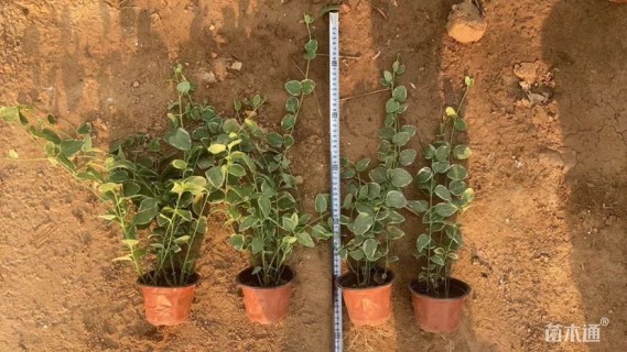 高度30厘米花叶蔓长春