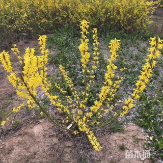 高度120厘米连翘