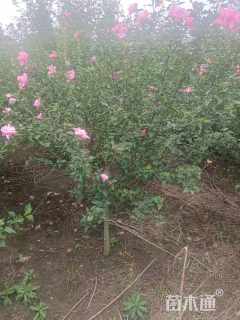 高度250厘米木槿