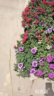 高度15厘米美女樱