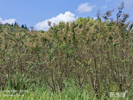 高度500厘米红花紫薇