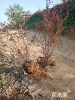 高度50厘米红叶小檗