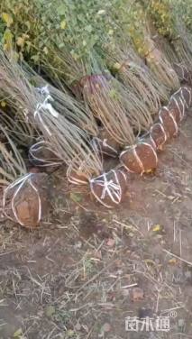 高度150厘米丛生木槿