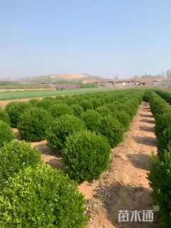 冠幅180厘米卫矛球