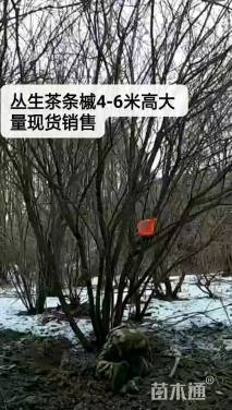 高度600厘米丛生茶条槭