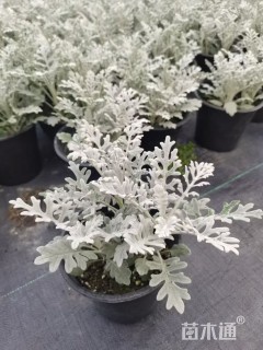 高度30厘米银叶菊
