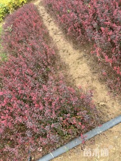 高度28厘米红叶小檗