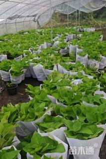 高度40厘米绣球