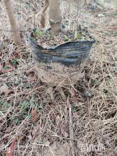 高度250厘米黄连木小苗