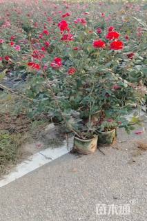 高度40厘米月季小苗