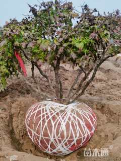 高度1.1厘米牡丹