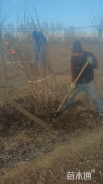 高度250厘米丁香