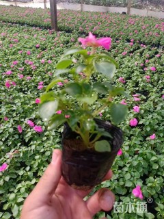 高度20厘米凤仙花