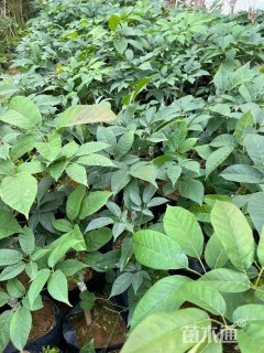 10公分紫花风铃木