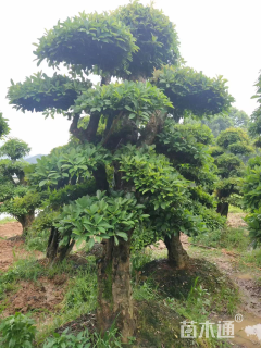 40公分造型椤木石楠