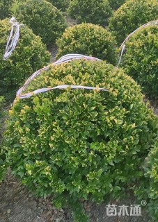 高度180厘米金森女贞