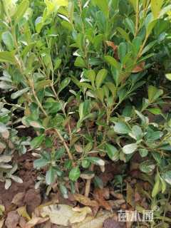 高度35厘米瓜子黄杨