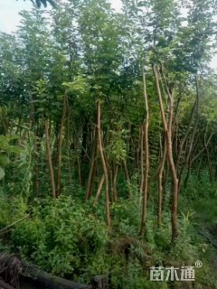 10公分黄花风铃木