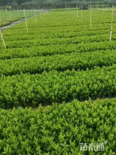 高度20厘米小叶龙船花