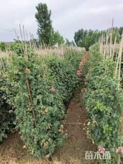 180厘米藤本月季