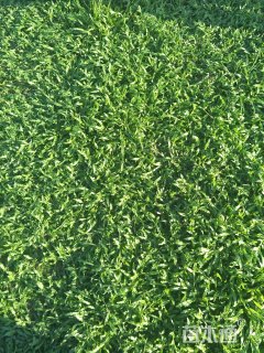 A-精品大叶油草